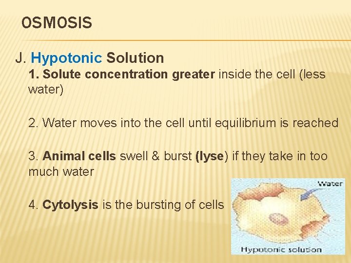 OSMOSIS J. Hypotonic Solution 1. Solute concentration greater inside the cell (less water) 2.