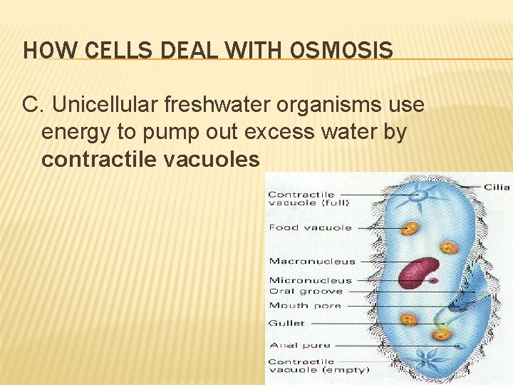 HOW CELLS DEAL WITH OSMOSIS C. Unicellular freshwater organisms use energy to pump out