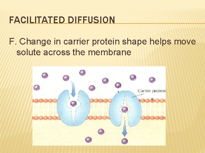 FACILITATED DIFFUSION F. Change in carrier protein shape helps move solute across the membrane