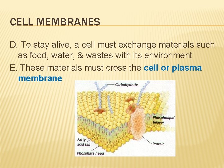 CELL MEMBRANES D. To stay alive, a cell must exchange materials such as food,