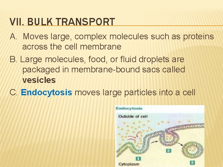 VII. BULK TRANSPORT A. Moves large, complex molecules such as proteins across the cell