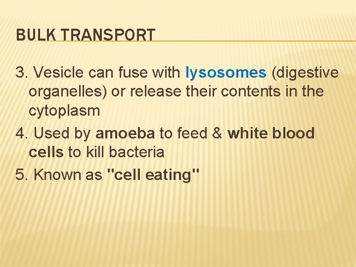 BULK TRANSPORT 3. Vesicle can fuse with lysosomes (digestive organelles) or release their contents
