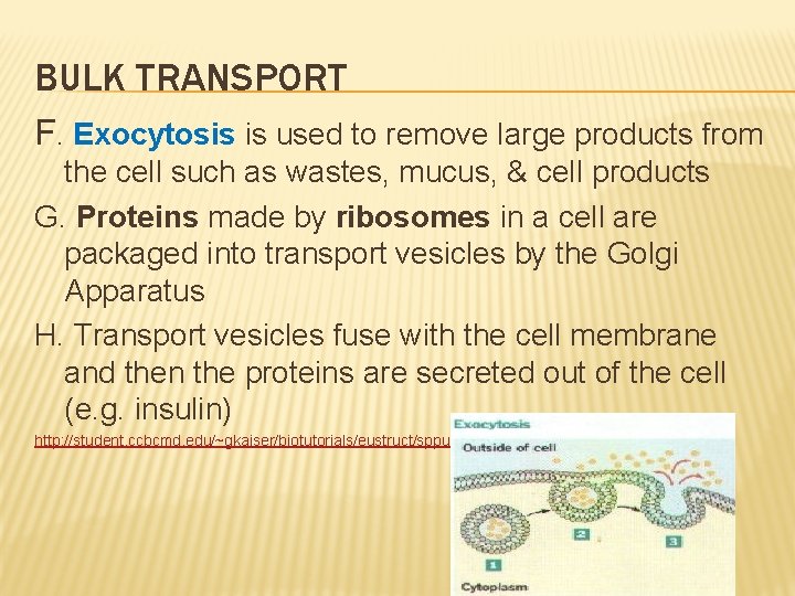 BULK TRANSPORT F. Exocytosis is used to remove large products from the cell such