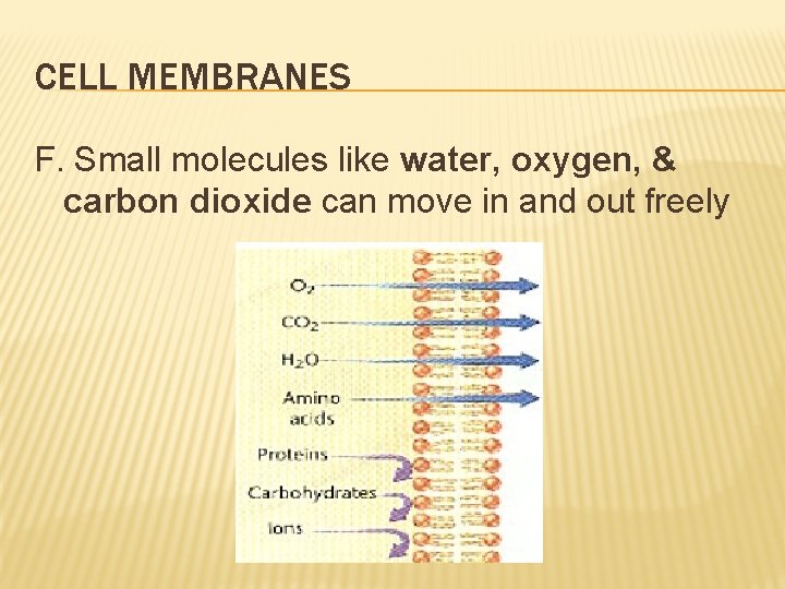 CELL MEMBRANES F. Small molecules like water, oxygen, & carbon dioxide can move in