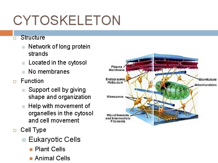 CYTOSKELETON Structure Network of long protein strands Located in the cytosol No membranes Function CYTOSKELETON Structure Network of long protein strands Located in the cytosol No membranes Function