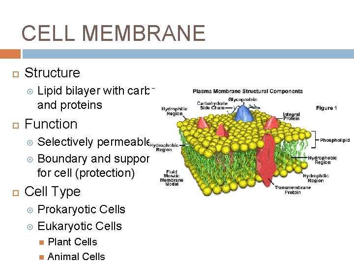 CELL MEMBRANE Structure Lipid bilayer with carbs and proteins Function Selectively permeable Boundary and CELL MEMBRANE Structure Lipid bilayer with carbs and proteins Function Selectively permeable Boundary and