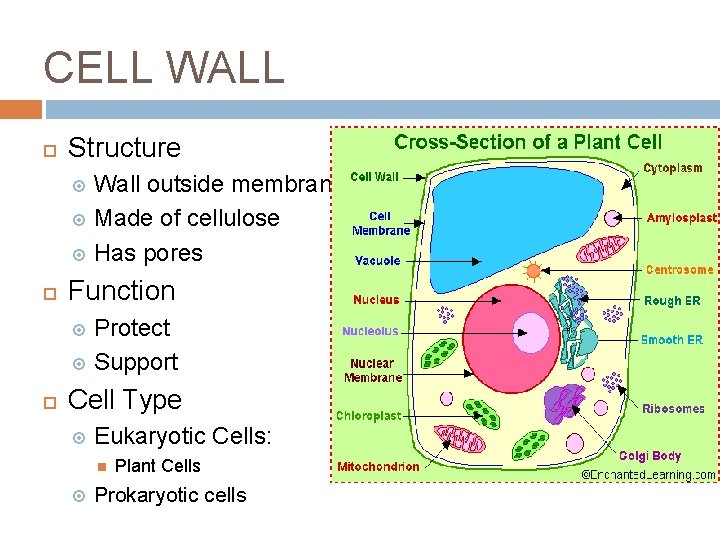 CELL WALL Structure Wall outside membrane Made of cellulose Has pores Function Protect Support CELL WALL Structure Wall outside membrane Made of cellulose Has pores Function Protect Support