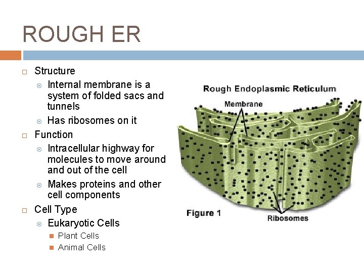 ROUGH ER Structure Internal membrane is a system of folded sacs and tunnels Has ROUGH ER Structure Internal membrane is a system of folded sacs and tunnels Has