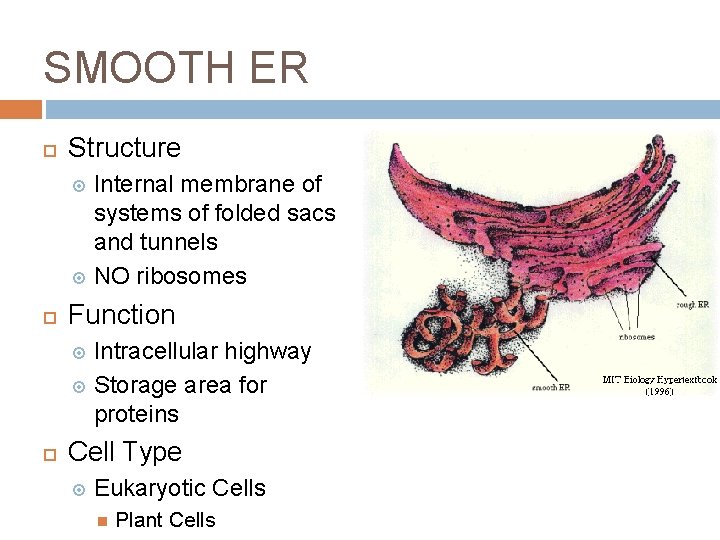 SMOOTH ER Structure Internal membrane of systems of folded sacs and tunnels NO ribosomes SMOOTH ER Structure Internal membrane of systems of folded sacs and tunnels NO ribosomes