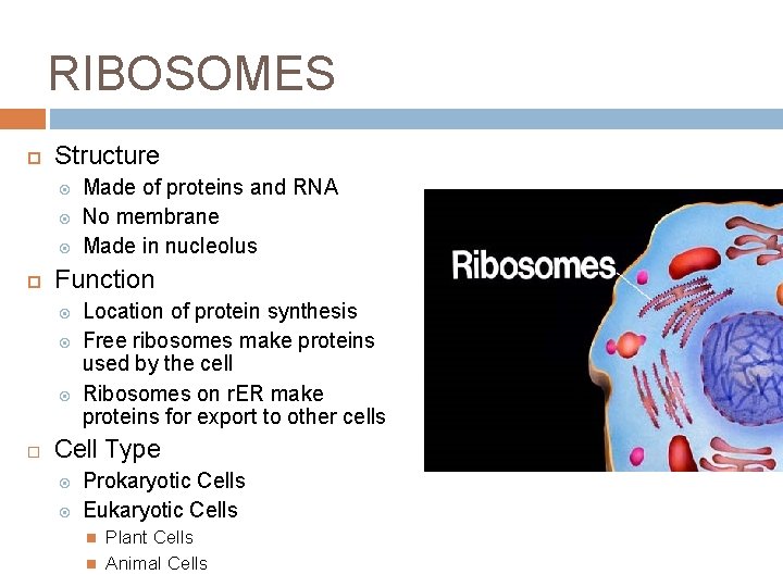 RIBOSOMES Structure Function Made of proteins and RNA No membrane Made in nucleolus Location RIBOSOMES Structure Function Made of proteins and RNA No membrane Made in nucleolus Location