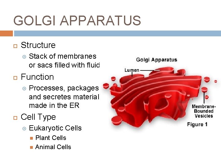 GOLGI APPARATUS Structure Function Stack of membranes or sacs filled with fluid Processes, packages, GOLGI APPARATUS Structure Function Stack of membranes or sacs filled with fluid Processes, packages,