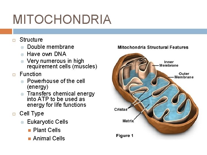 MITOCHONDRIA Structure Double membrane Have own DNA Very numerous in high requirement cells (muscles) MITOCHONDRIA Structure Double membrane Have own DNA Very numerous in high requirement cells (muscles)