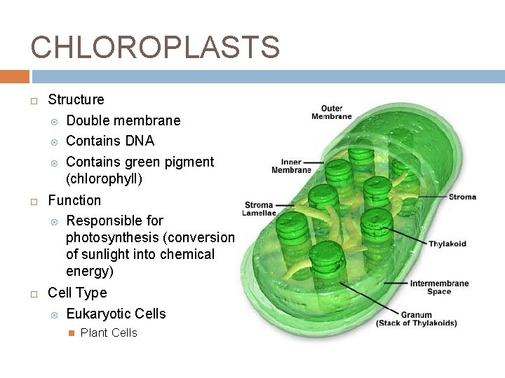 CHLOROPLASTS Structure Double membrane Contains DNA Contains green pigment (chlorophyll) Function Responsible for photosynthesis CHLOROPLASTS Structure Double membrane Contains DNA Contains green pigment (chlorophyll) Function Responsible for photosynthesis
