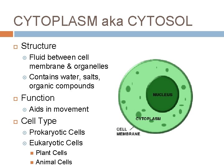 CYTOPLASM aka CYTOSOL Structure Fluid between cell membrane & organelles Contains water, salts, organic CYTOPLASM aka CYTOSOL Structure Fluid between cell membrane & organelles Contains water, salts, organic