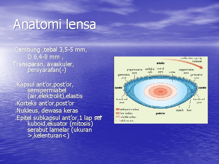 Anatomi lensa Cembung , tebal 3, 5 -5 mm, D 6, 4 -9 mm