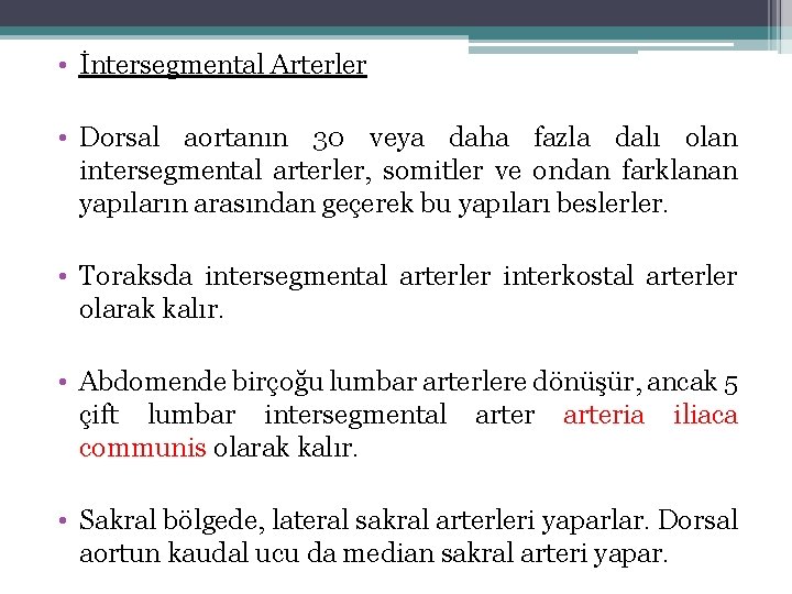  • İntersegmental Arterler • Dorsal aortanın 30 veya daha fazla dalı olan intersegmental