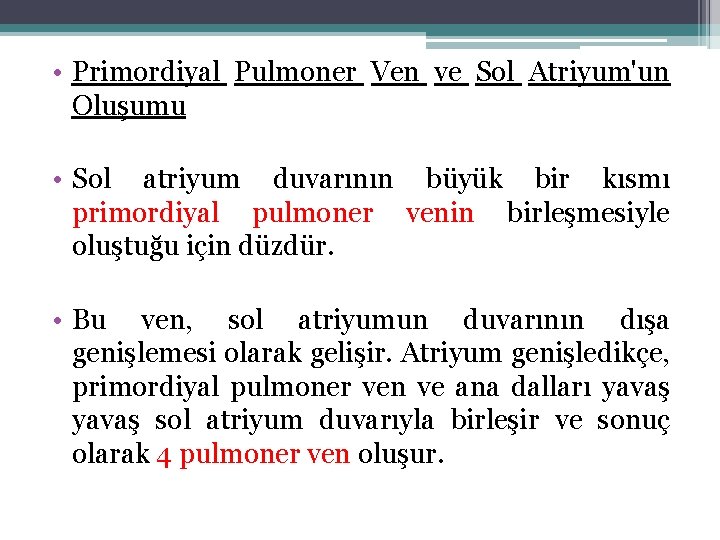  • Primordiyal Pulmoner Ven ve Sol Atriyum'un Oluşumu • Sol atriyum duvarının büyük