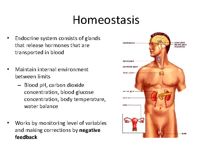 Homeostasis • Endocrine system consists of glands that release hormones that are transported in