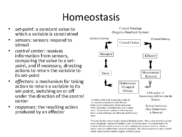 Homeostasis • set-point: a constant value to which a variable is constrained • sensors: