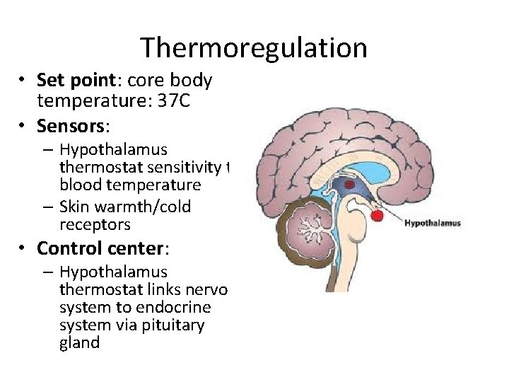 Thermoregulation • Set point: core body temperature: 37 C • Sensors: – Hypothalamus thermostat