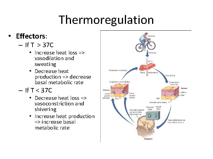Thermoregulation • Effectors: – If T > 37 C • Increase heat loss =>
