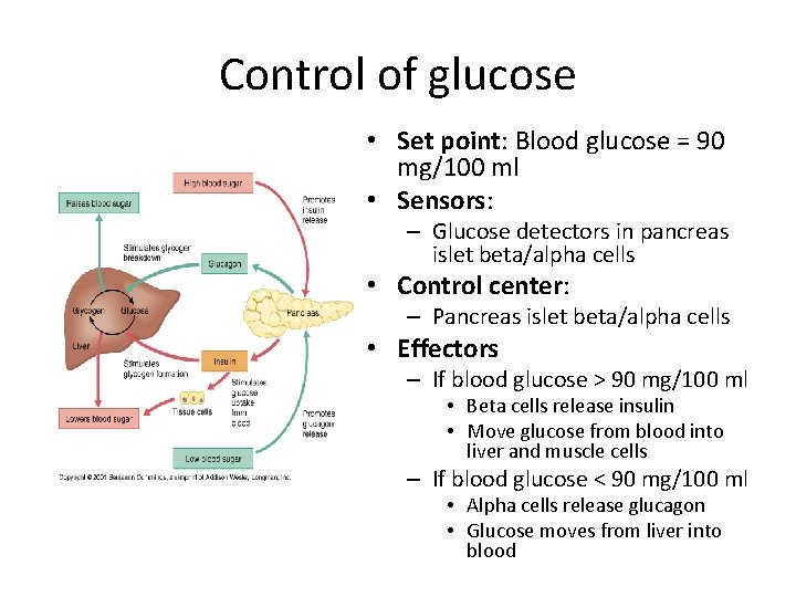 Control of glucose • Set point: Blood glucose = 90 mg/100 ml • Sensors: