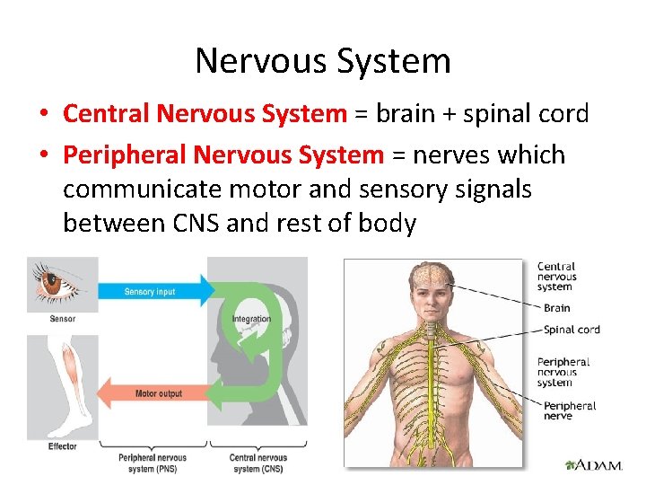 Nervous System • Central Nervous System = brain + spinal cord • Peripheral Nervous