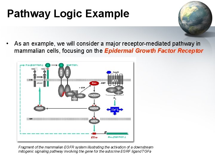Pathway Logic Example • As an example, we will consider a major receptor-mediated pathway