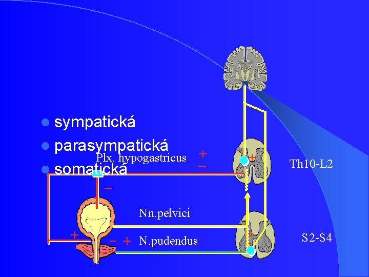 l sympatická l parasympatická Plx. hypogastricus + _ l somatická -+ Th 10 -L l sympatická l parasympatická Plx. hypogastricus + _ l somatická -+ Th 10 -L