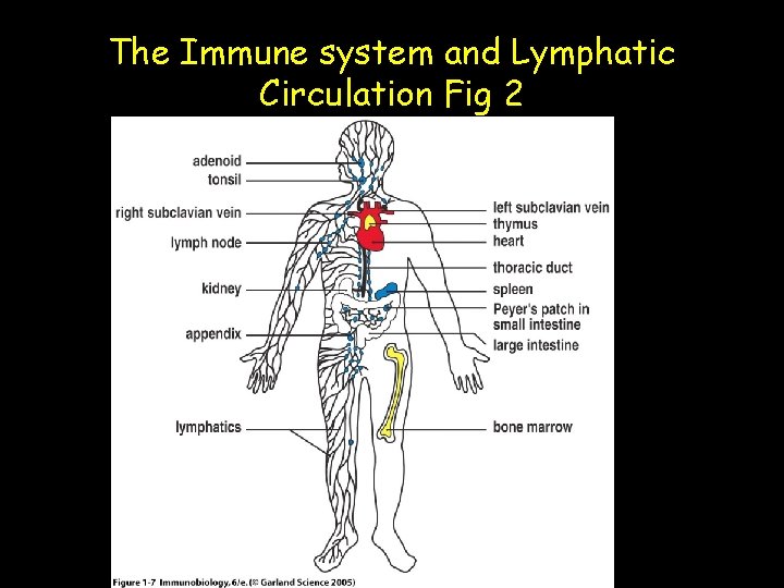 The Immune system and Lymphatic Circulation Fig 2 