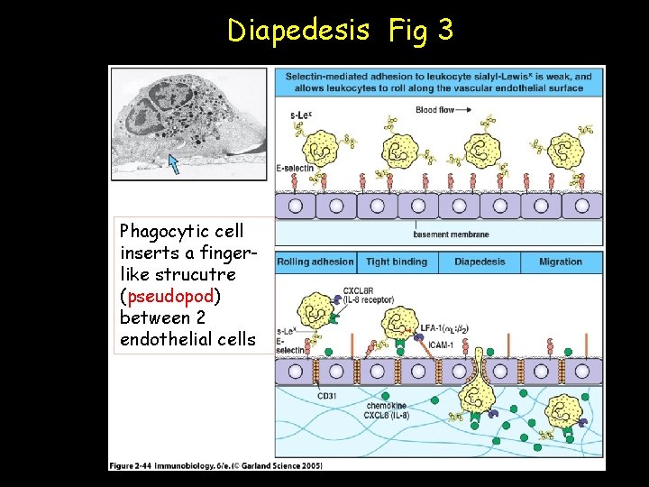 Diapedesis Fig 3 Phagocytic cell inserts a fingerlike strucutre (pseudopod) between 2 endothelial cells