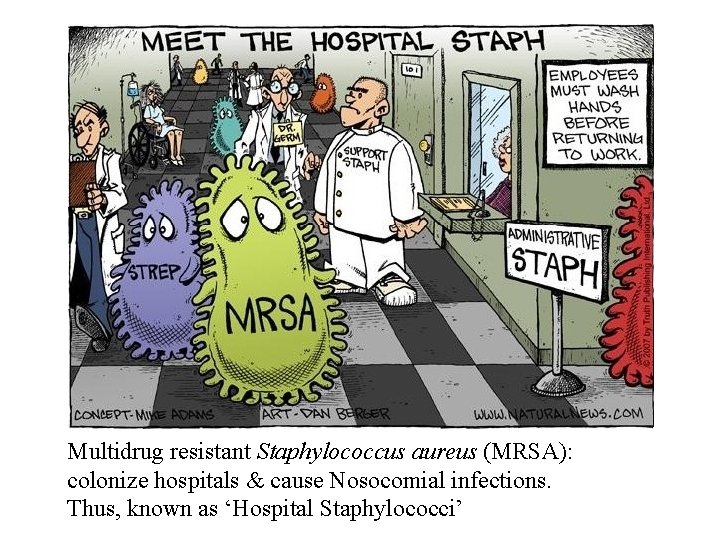 Multidrug resistant Staphylococcus aureus (MRSA): colonize hospitals & cause Nosocomial infections. Thus, known as