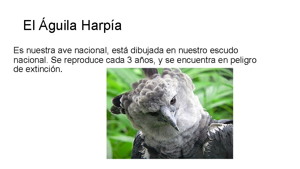 El Águila Harpía Es nuestra ave nacional, está dibujada en nuestro escudo nacional. Se