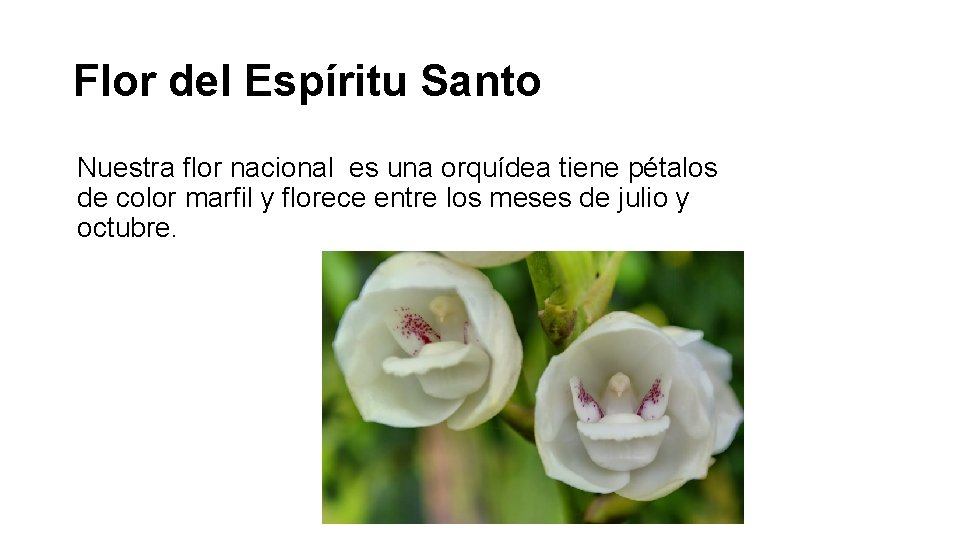 Flor del Espíritu Santo Nuestra flor nacional es una orquídea tiene pétalos de color