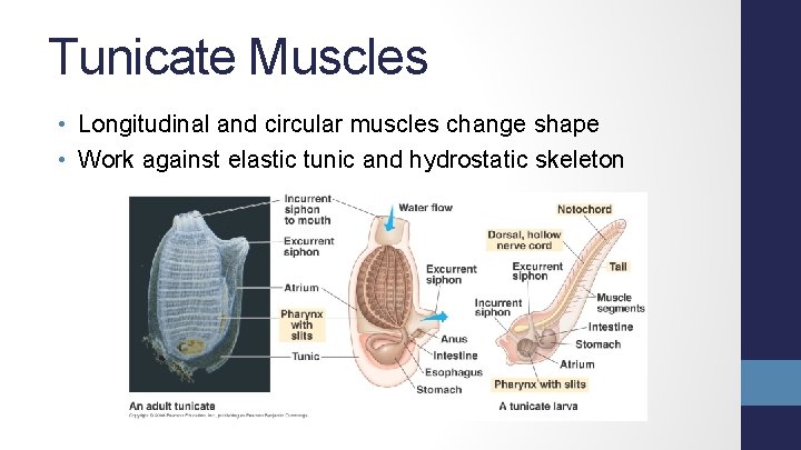 Tunicate Muscles • Longitudinal and circular muscles change shape • Work against elastic tunic