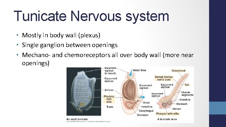 Tunicate Nervous system • Mostly in body wall (plexus) • Single ganglion between openings