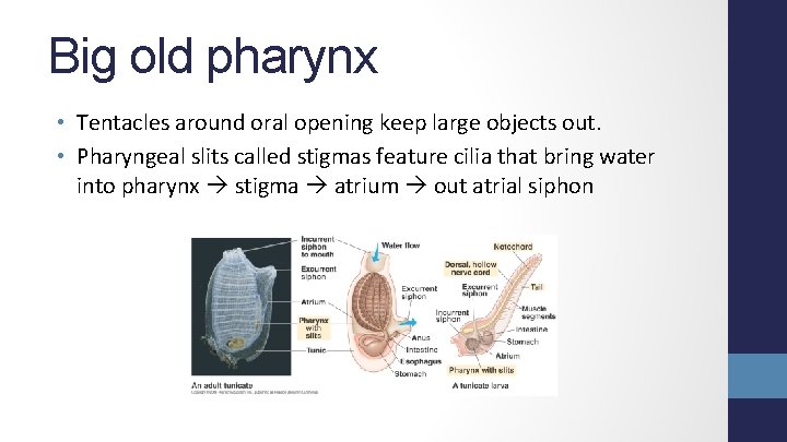 Big old pharynx • Tentacles around oral opening keep large objects out. • Pharyngeal