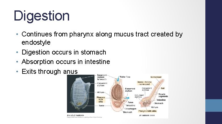 Digestion • Continues from pharynx along mucus tract created by endostyle • Digestion occurs