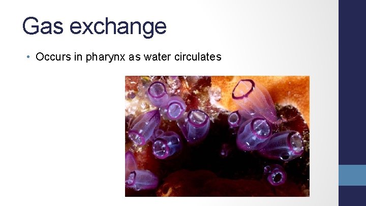 Gas exchange • Occurs in pharynx as water circulates 