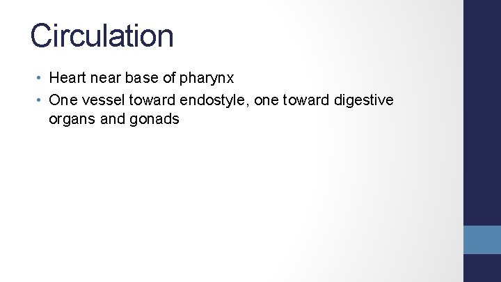 Circulation • Heart near base of pharynx • One vessel toward endostyle, one toward