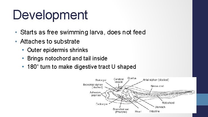 Development • Starts as free swimming larva, does not feed • Attaches to substrate