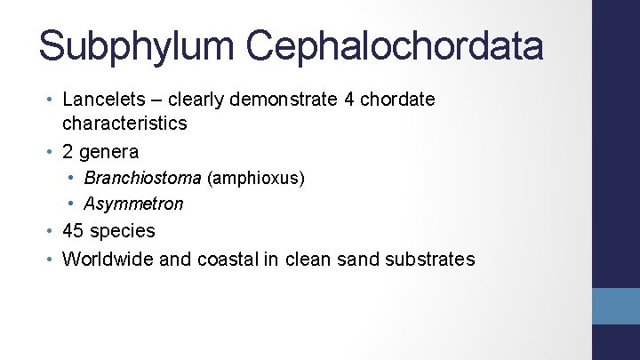 Subphylum Cephalochordata • Lancelets – clearly demonstrate 4 chordate characteristics • 2 genera •