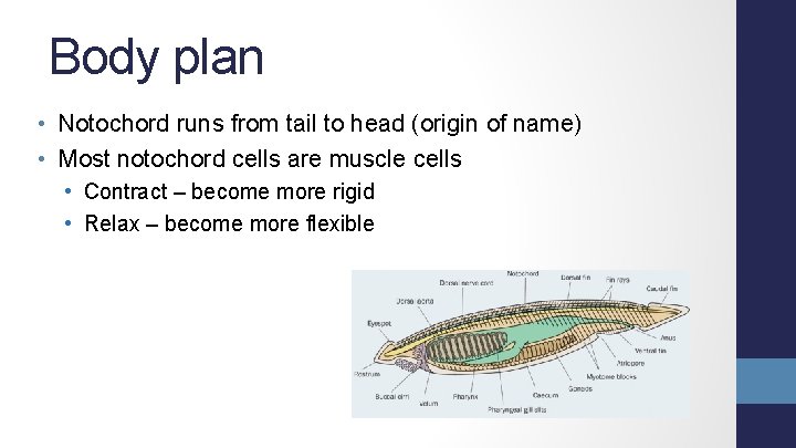 Body plan • Notochord runs from tail to head (origin of name) • Most
