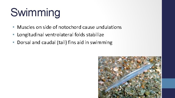 Swimming • Muscles on side of notochord cause undulations • Longitudinal ventrolateral folds stabilize