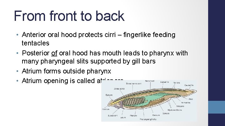 From front to back • Anterior oral hood protects cirri – fingerlike feeding tentacles