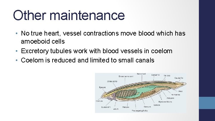 Other maintenance • No true heart, vessel contractions move blood which has amoeboid cells