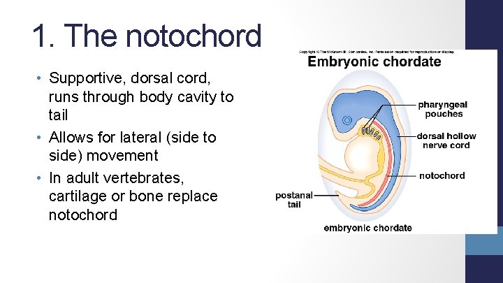 1. The notochord • Supportive, dorsal cord, runs through body cavity to tail •