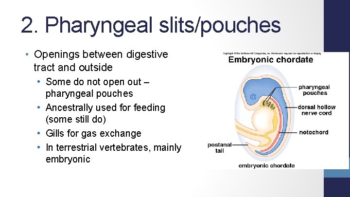 2. Pharyngeal slits/pouches • Openings between digestive tract and outside • Some do not