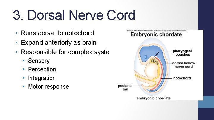 3. Dorsal Nerve Cord • Runs dorsal to notochord • Expand anteriorly as brain