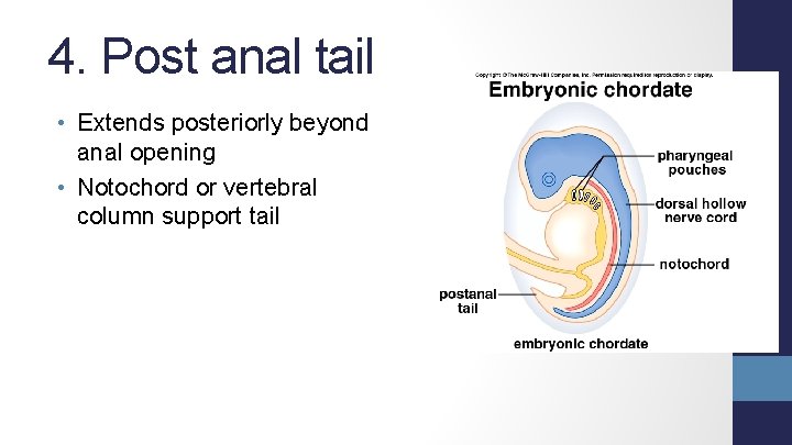 4. Post anal tail • Extends posteriorly beyond anal opening • Notochord or vertebral